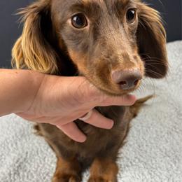 Darla - Dachshund