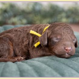Folly - Brown male Cockapoo puppy in Connersville, Indiana from Deaz Doodle Ranch