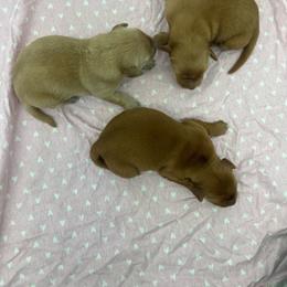1 - Light golden female Golden Retriever puppy in Denton, Maryland from Golden Horse Farm