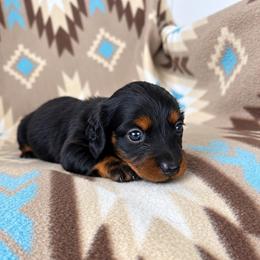 Boy 1 - Black and tan male Dachshund puppy in Oklahoma from Red Oak Long Dogs