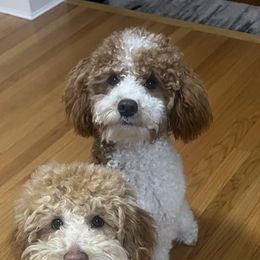 Goldendoodles and Yorkipoos from Goldendoodles Yorkiepoo Stars CT