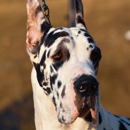 Biggie - Great Dane