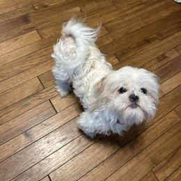 Gracie - Shih Tzu