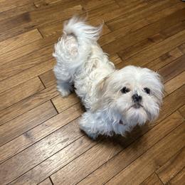 Gracie - Shih Tzu