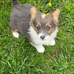 TIA-FLUFFY - Blue female Pembroke Welsh Corgi puppy in Walker, Iowa from Double K Corgis