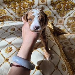 Green collar - Red  female Poodle puppy in Frisco, Texas from Maltese & poodle Lovers