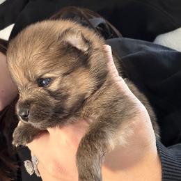 Grizzly Bear - Red sable male Pomeranian puppy in Cheektowaga, New York from Luxe Legacy Pomeranians