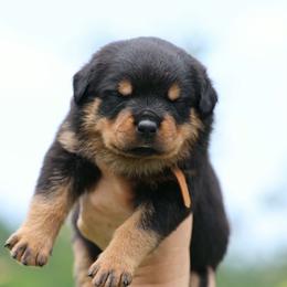Orange female - Black and mahogany female Rottweiler puppy in Michie, Tennessee from Schone Rasse Rottweilers