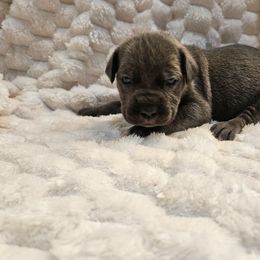 Red collar - Gray female Cane Corso puppy in Fritch, Texas from Carrie Brown's Cane Corsos
