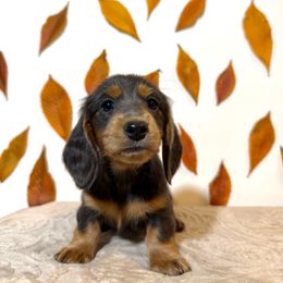 Girl 2 - Blue and tan female Dachshund puppy in Bozeman, Montana from The Long Dog Lounge of Montana