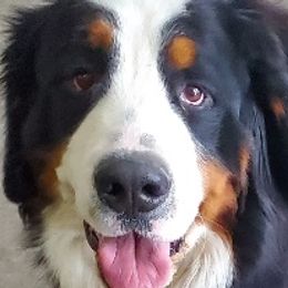 Iroquois - Bernese Mountain Dog