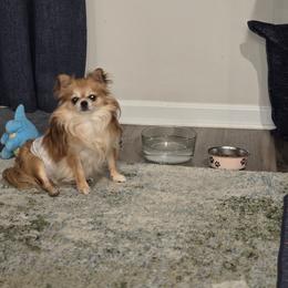 Abigail - Chihuahua