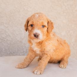 Aussiedoodle and Goldendoodle Puppies from Ever After Doodles Arizona