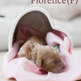 Florence - Apricot female Goldendoodle puppy in Acton, Maine from Silver Pines Pups