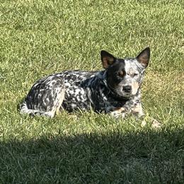 Silver Belle - Australian Cattle Dog