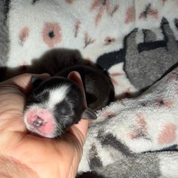 Girl 3 - Black and white female Shih Tzu puppy in Rockmart, Georgia from Sonya Garrett