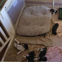 Springerdoodle Puppies from 64 Farm