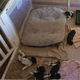 Springerdoodle Puppies from 64 Farm