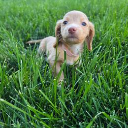 Daisy - Fawn (Isabella) female Dachshund puppy in Vacaville, California from SchmooterBabies