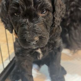 Goldendoodle Puppies from AZ Stickerdoodles