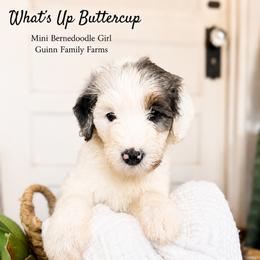 What is Up Buttercup - Merle female Bernedoodle puppy in Grove, Oklahoma from Guinn Family Farms