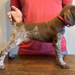 German Shorthaired Pointer, Labrador Retriever, and Working Cross Puppies from Upland Valley Kennels