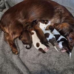 Dachshund puppies from Weiner Warriors