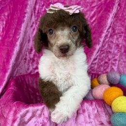 Pinky - Parti female Poodle puppy in Camdenton, Missouri from Silver Lining Poodles