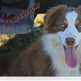 Breanna - Miniature Australian Shepherd