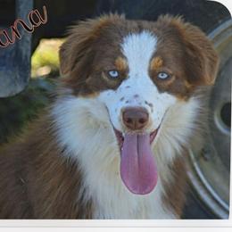 Breanna - Miniature Australian Shepherd