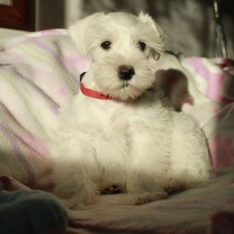 Miss Cotton - White female Miniature Schnauzer puppy in Shoshone, Idaho from Debra Kruse's Miniature Schnauzers