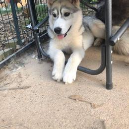 Siberian Husky Puppies from Collusion Siberian’s