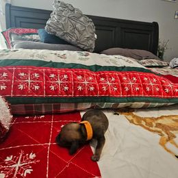 Firecracker - Red male Dachshund puppy in Queen Creek, Arizona from Wigglebutts Miniature Dachshund Az