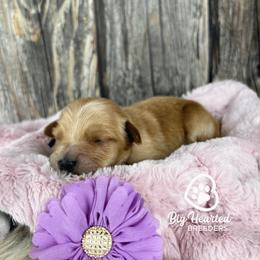 Rainbow - Red female Companion Cross puppy in Utah County, Utah from Big Hearted Breeders