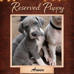 Arwen - Blue female Great Dane puppy in Citra, Florida from AEW Farm