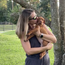 Vizsla Puppies from Alaea Farm & Kennel