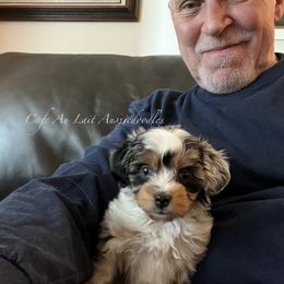 Aussiedoodle All Grown Up from Cafe Au Lait Aussiedoodles, LLC