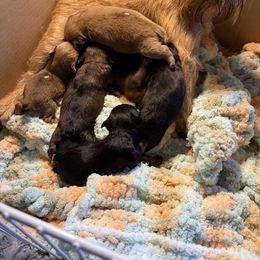 Brussels Griffon Puppies from Cinnabar Brussel's Griffons