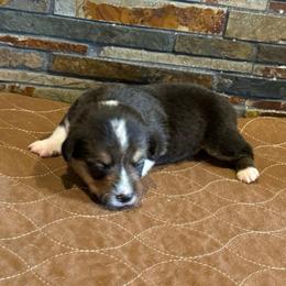 Boy 2 - Black and tan male American Corgi puppy in Visalia, California from VIP Stables
