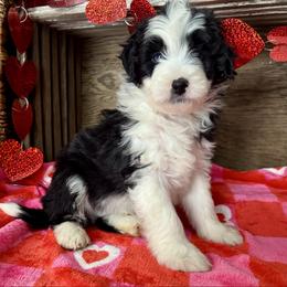 Brecken - Black and white male Aussiedoodle puppy in Charleston, Arkansas from Lazy S Aussies