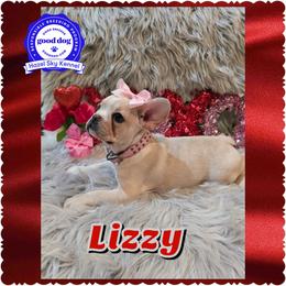 Lizzy - Cream female French Bulldog puppy in Griffin, Georgia from Hazel Sky Kennel