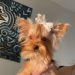 Nia Bella - Yorkshire Terrier