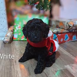 White collar girl - Black female Cockapoo puppy in Middletown, Ohio from Blessed Chaos