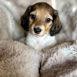 Lady (Burrata) - Cream female Dachshund puppy in Lincoln, California from ForeversEdge Doxies