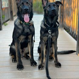 German Shepherd Puppies from Key Star German Shepherds
