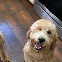 Goldendoodles from Oodles of Doodles