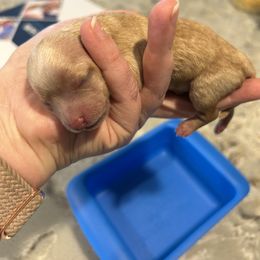 Girl 1 - Yorkipoo puppy in Topeka, Kansas from Bayless Yorkiepoos