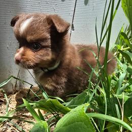 Mamba - Red tri male Miniature Australian Shepherd puppy in Arlington, Texas from CopperHead Aussies