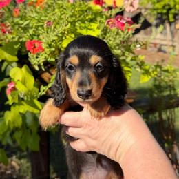 Mini - Black and tan female Dachshund puppy in Santa Rosa, California from Signature Mini Dachshunds