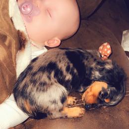 Dachshund and Miniature Australian Shepherd Puppies from Southern Charm Kennels